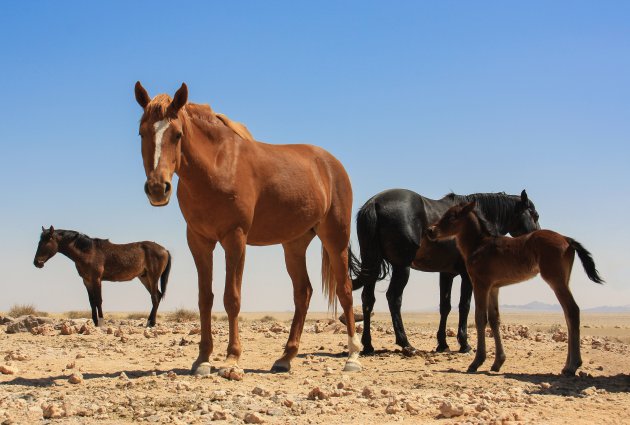 Wild horses of the Namib