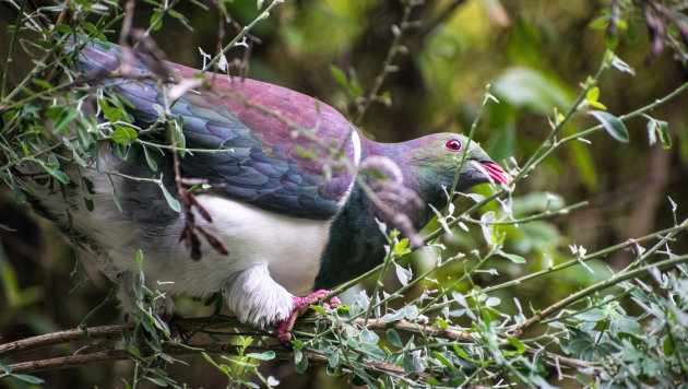 Hoe Nieuw-Zeeland eigenlijk hoort te zijn: Zealandia nature reserve in Wellington.