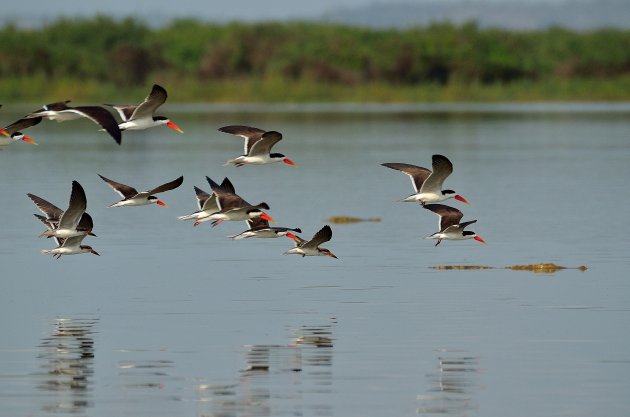 African Skimmer