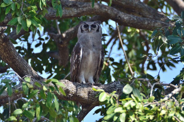 Eagle + uil = Giant Eagle owl