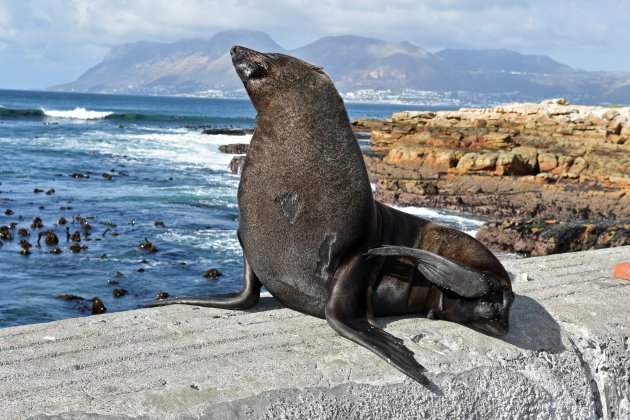 Zeehond in Kalkbaai