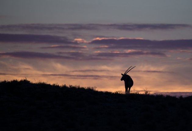 Silhouet in de ochtend