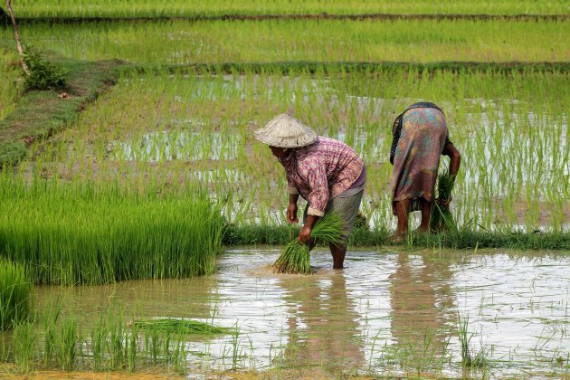 Traditioneel Laotiaans Leven op Don Khon