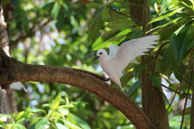 Elfenstern (fairy tern) landt op boomtak