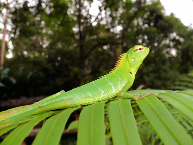 Groene boshagedis