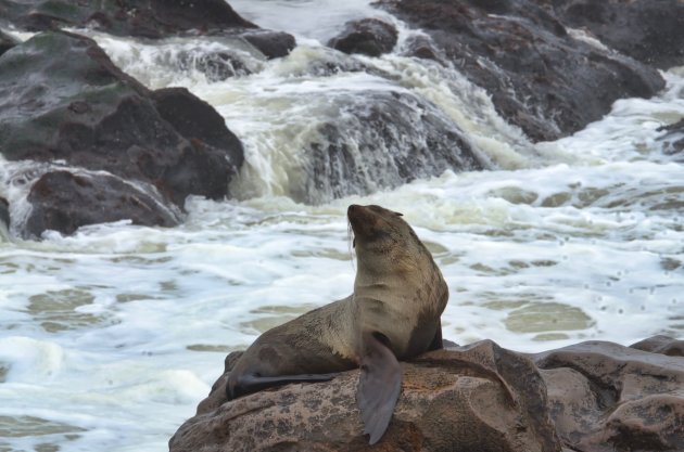 Hooghartig , beaty on the rocks 