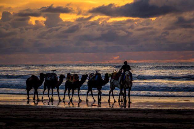 Dromedarissen op het strand