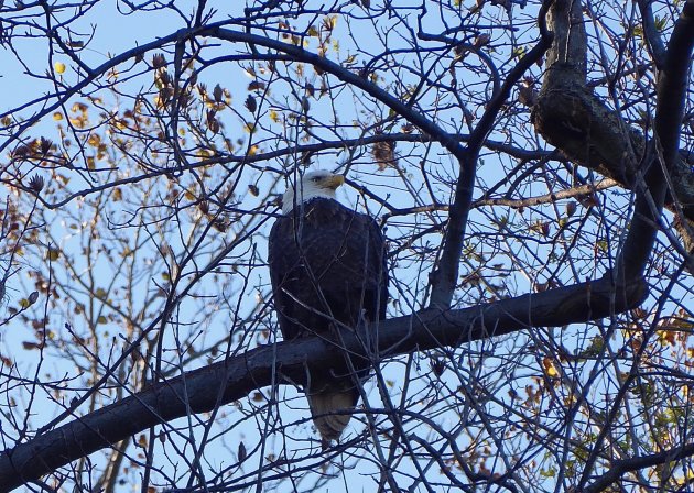 Vogelspotplek