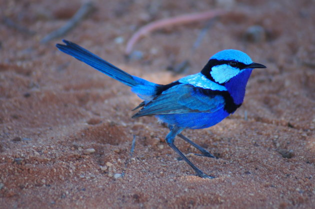 Een vogeltje, haast onwerkelijk zo mooi van kleur