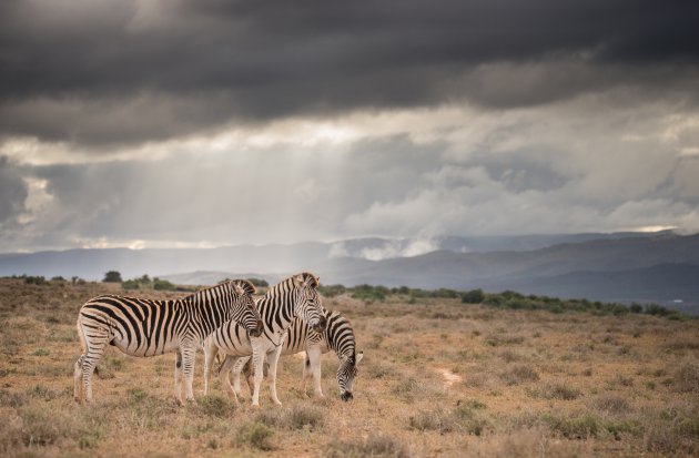 Addo Elephant Park na een flinke bui