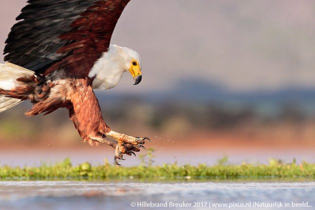 Fish Eagle