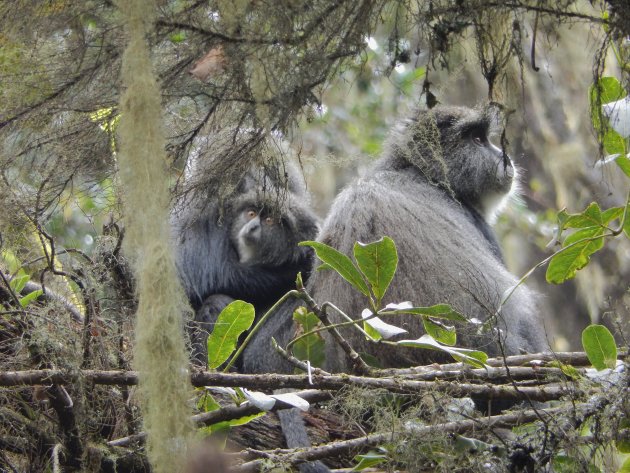 Tropisch regenwoud van de Kili