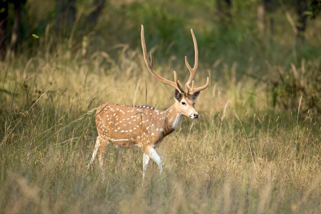 Spotted Deer