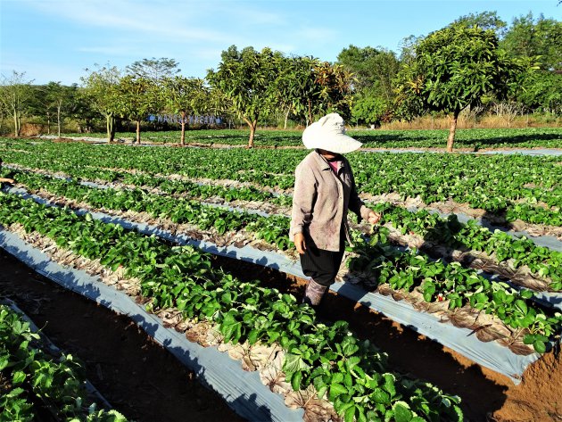 Aardbeienteelt in de bergen. 