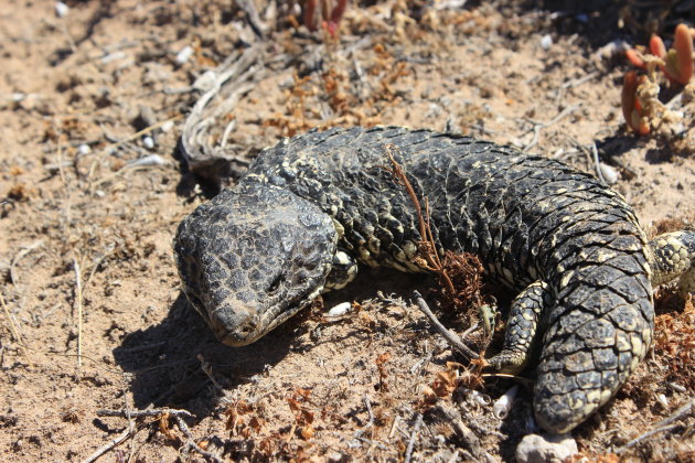 ´Sleepy lizard houdt van droogte´