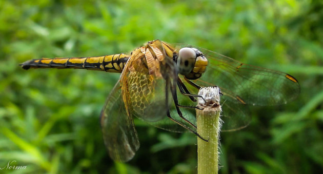 Dragonfly