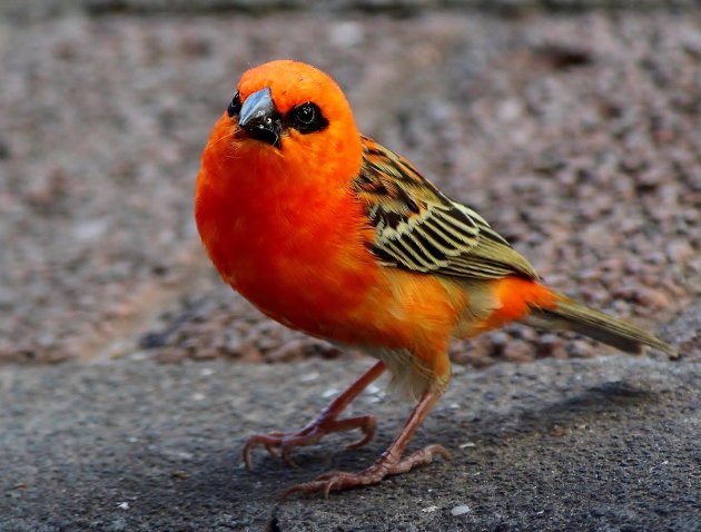 Heb je wat lekkers?