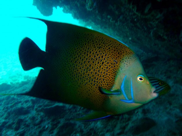 Semicircle Angelfish