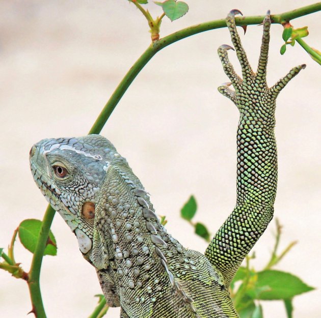 Bonaire local