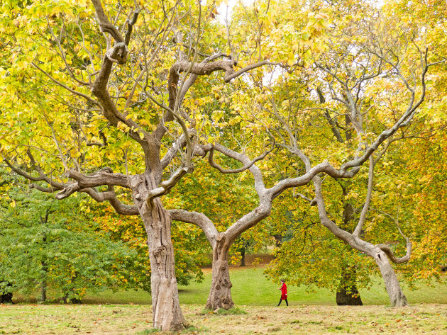 Wandeling in het park