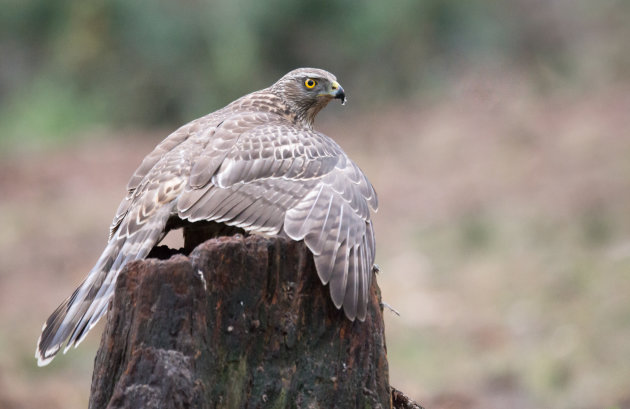 Havik vanuit een vogelhut