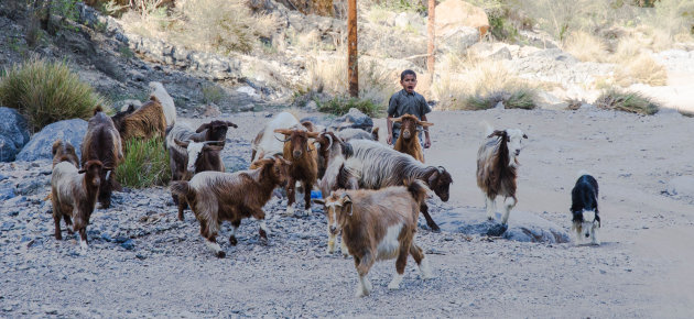 Geitenhoeder in Snake Gorge canyon