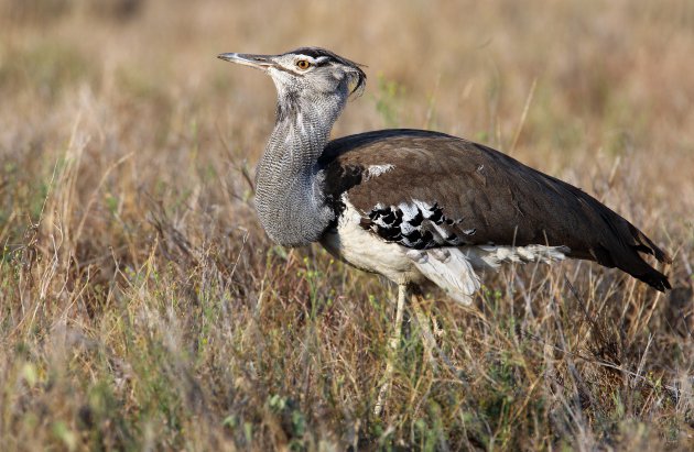  Koribustard 