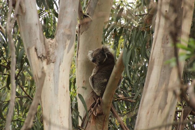 Koala