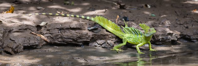 Kroonbasilisk