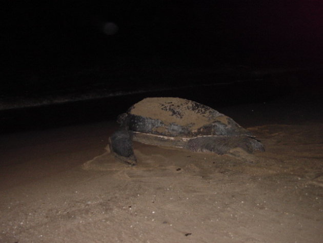 2002: Reserve Naturelle de l'Amana: een lederschildpad (2 meter lang).