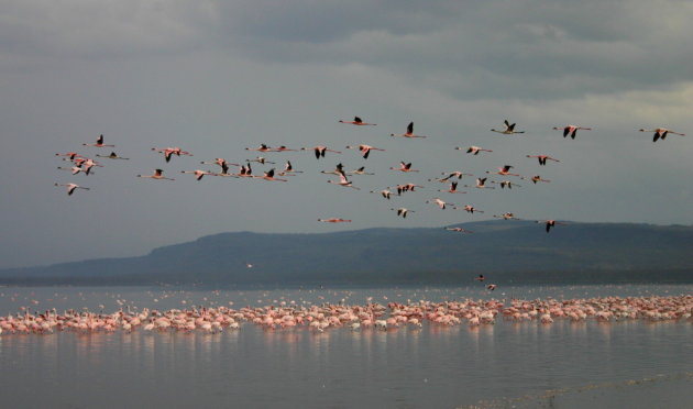 Intro foto Nakuru