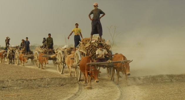 ossewagens terug van het veld