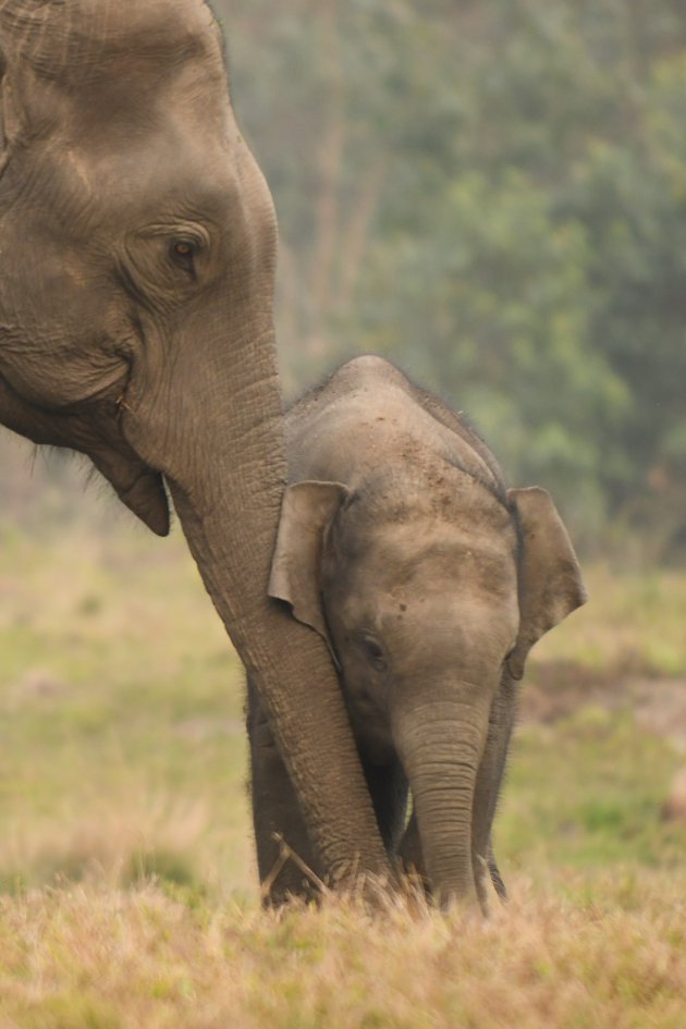 Aziatische Olifant tijdens safari in Manas National Park