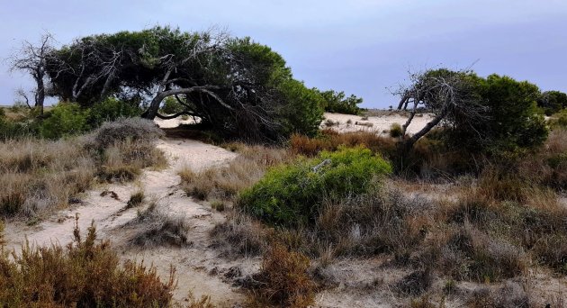 Las Dunas