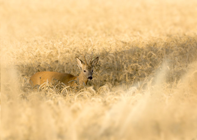 Ree in het graanveld