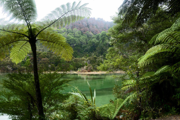 Ferns, ferns, ferns...