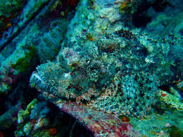 Stonefish ready to strike