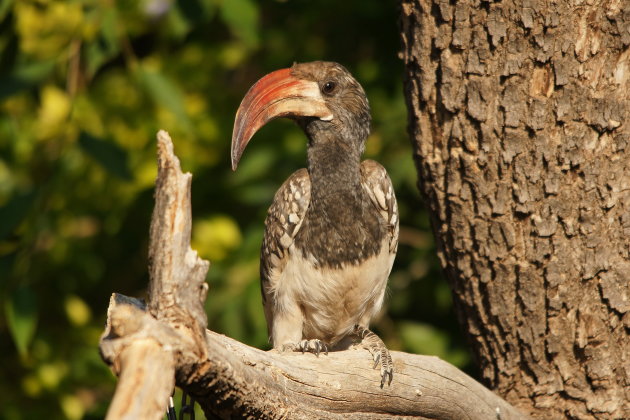 Monteiro's Hornbill