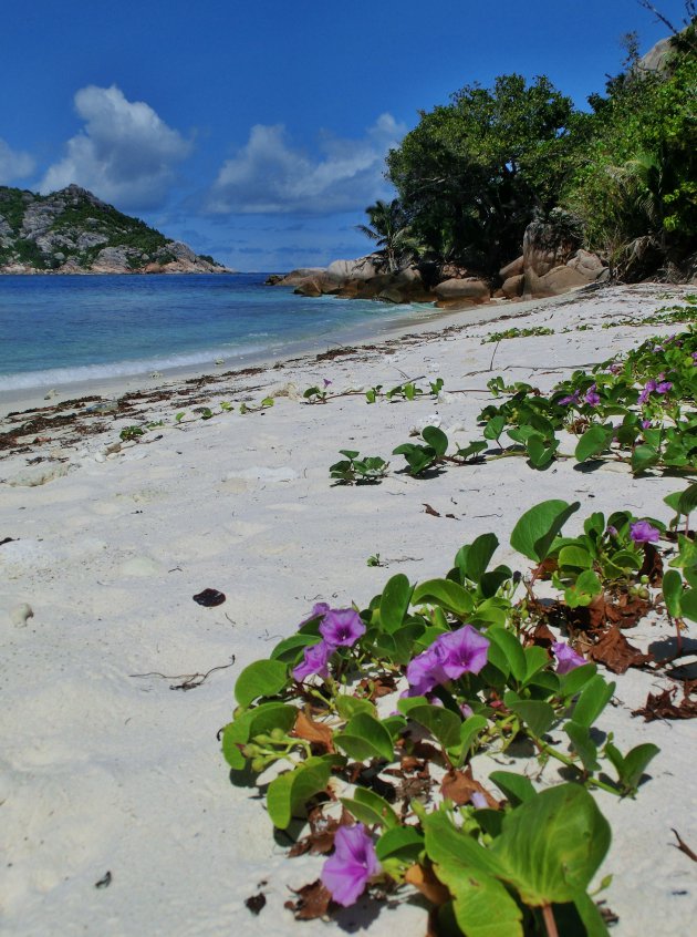 Beachflowers