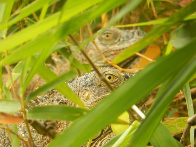 Iguana bridge