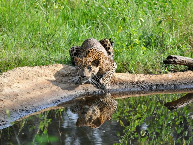 Op zoek naar een luipaard in het Wilpattu np