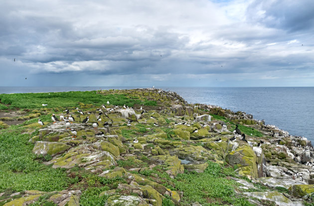 De vogels zijn weer terug op de Farne eilanden