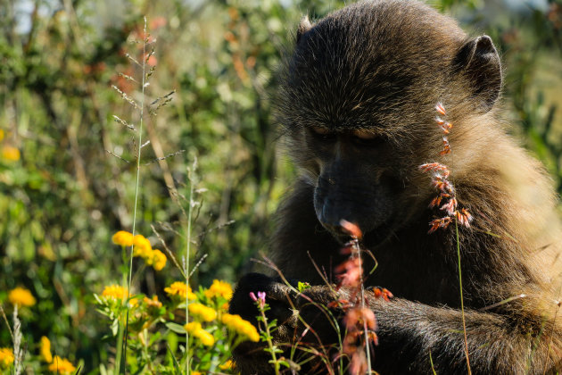 Baboon walk