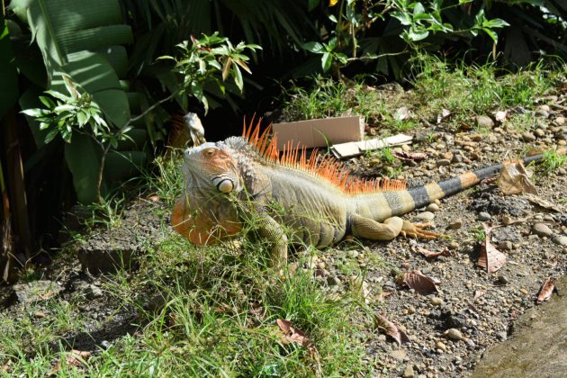 Struikelen over leguanen in Costa Rica