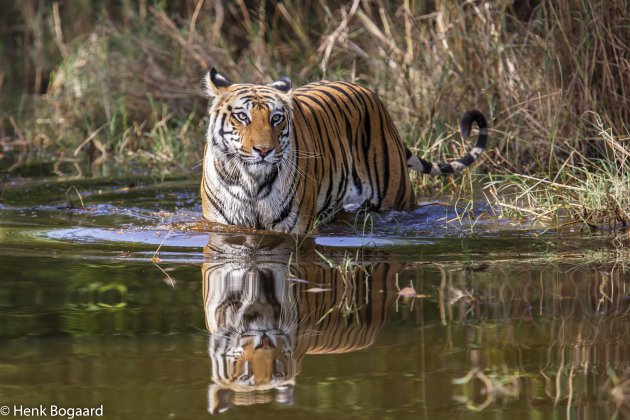 Tijger in het water in Bandhavgarh National Park