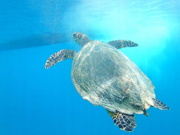 Snorkelen in de Bali zee