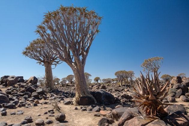 Kokerbomen