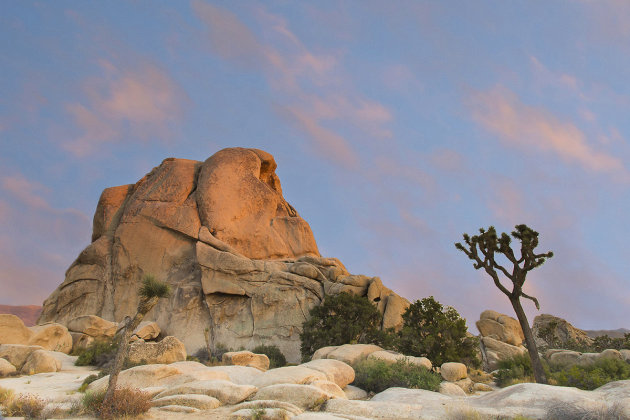 Joshua Tree N.P.