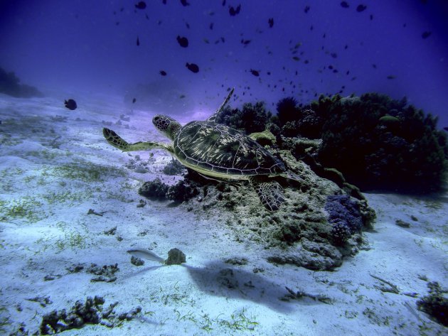 Zeeschildpadden op Bohol