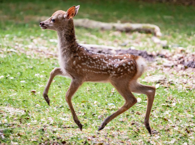 Bambi in Aarhus